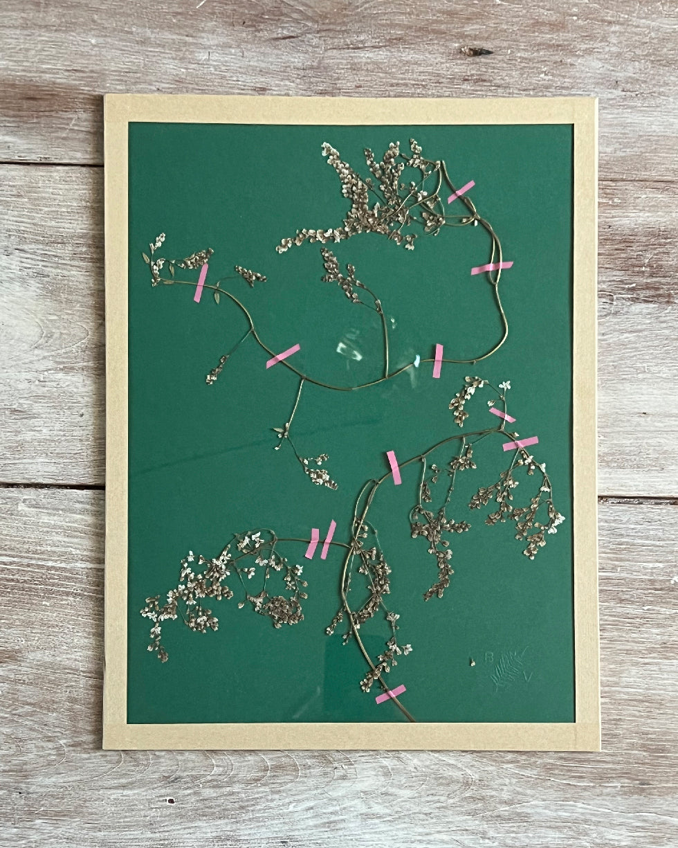 Herbier 2