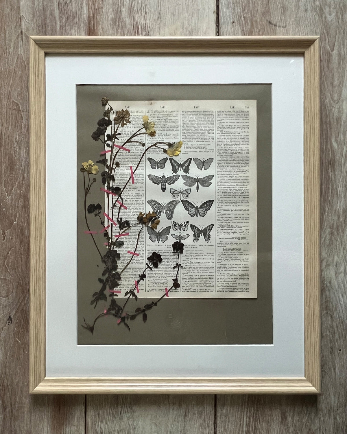 Herbier 14