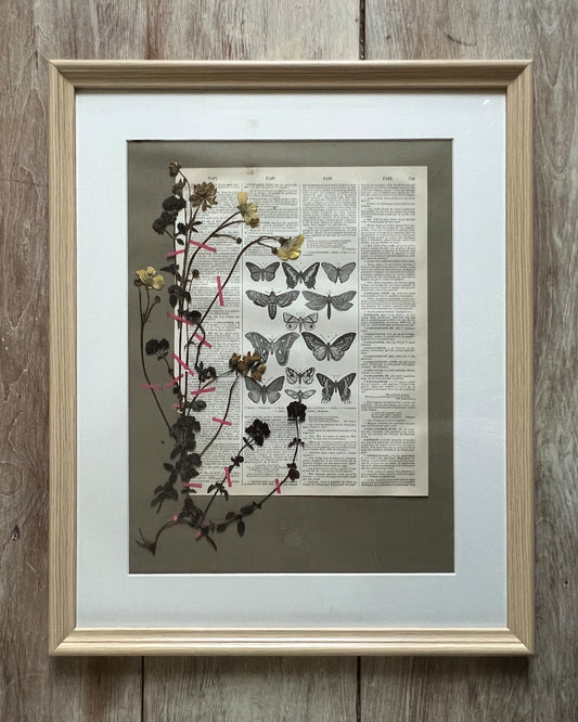 Herbier 14